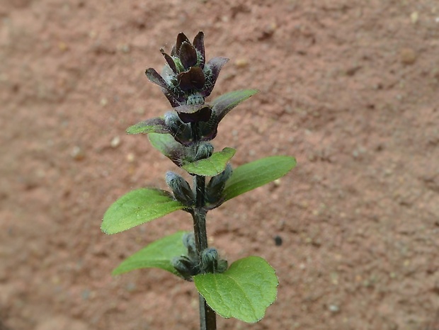 zbehovec plazivý Ajuga reptans L.