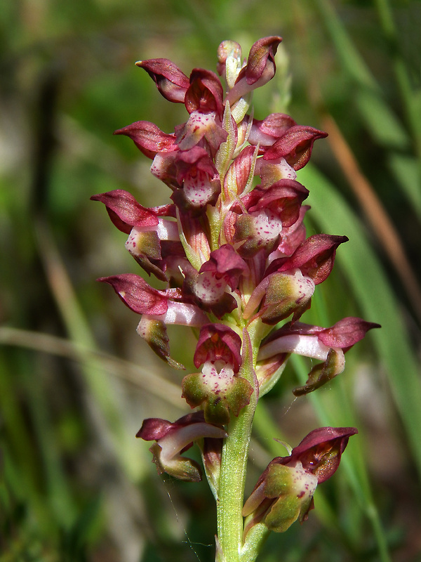 červenohlav ploštičný Anacamptis coriophora (L.) R. M. Bateman, A. M. Pringeon & M. W. Chase