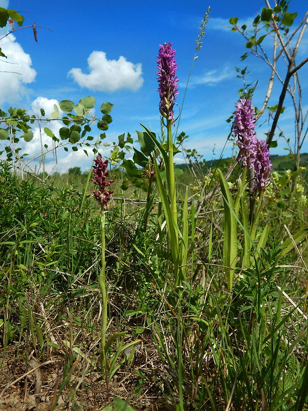 červenohlav ploštičný Anacamptis coriophora (L.) R. M. Bateman, A. M. Pringeon & M. W. Chase