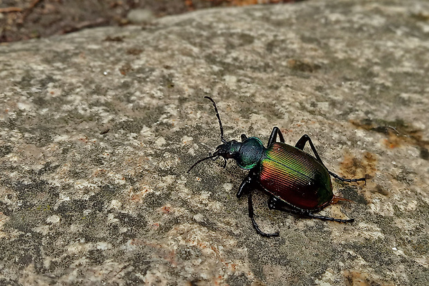 húseničiar pižmový  Calosoma sycophanta