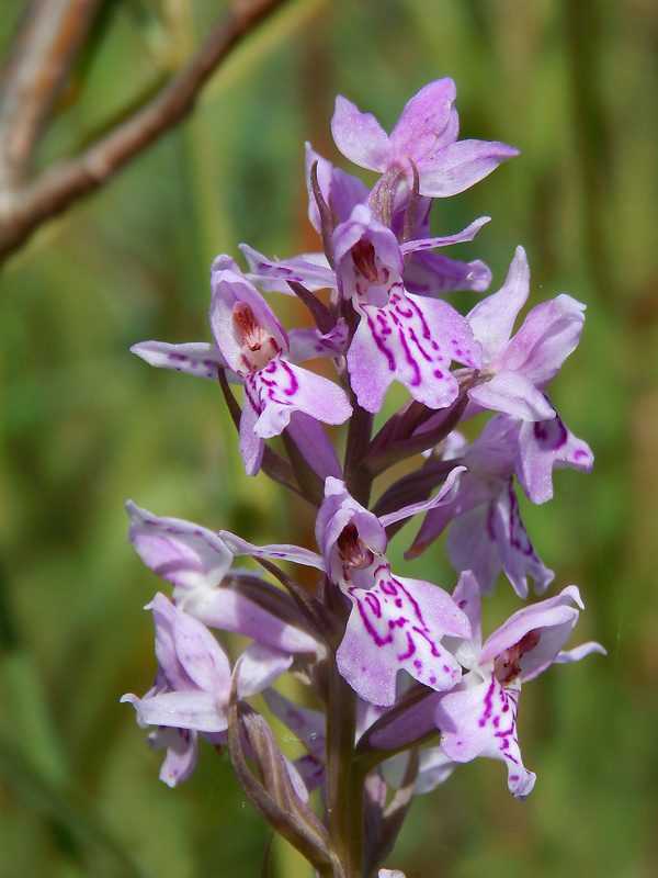 vstavačovec fuchsov pravý Dactylorhiza fuchsii subsp. fuchsii (Druce) Soó