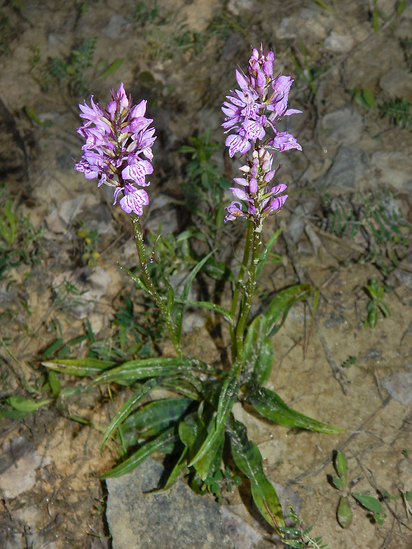 vstavačovec fuchsov pravý Dactylorhiza fuchsii subsp. fuchsii (Druce) Soó