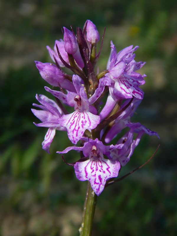 vstavačovec fuchsov pravý Dactylorhiza fuchsii subsp. fuchsii (Druce) Soó