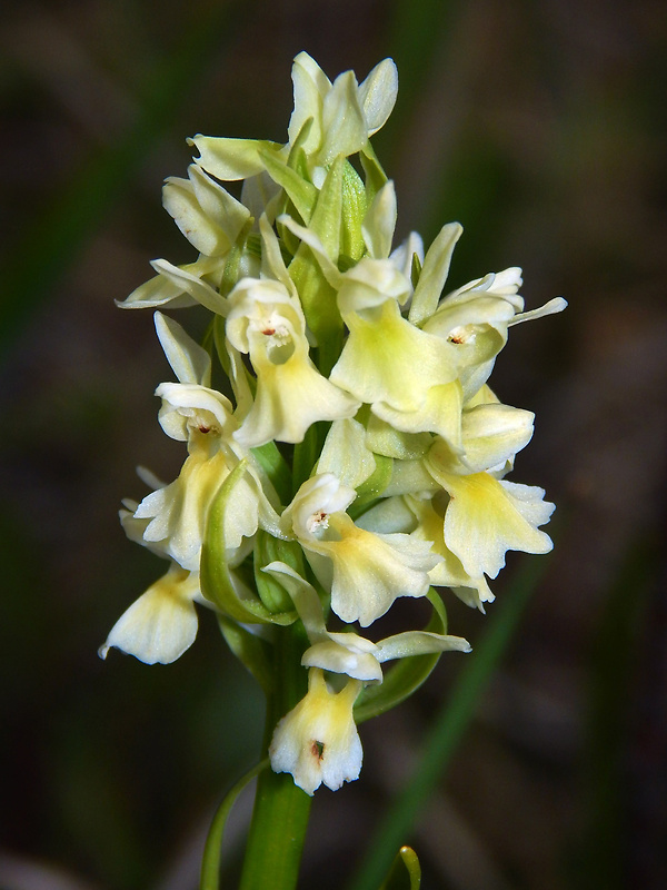 vstavačovec bledožltý Dactylorhiza ochroleuca (Wustnei ex Boll) Holub