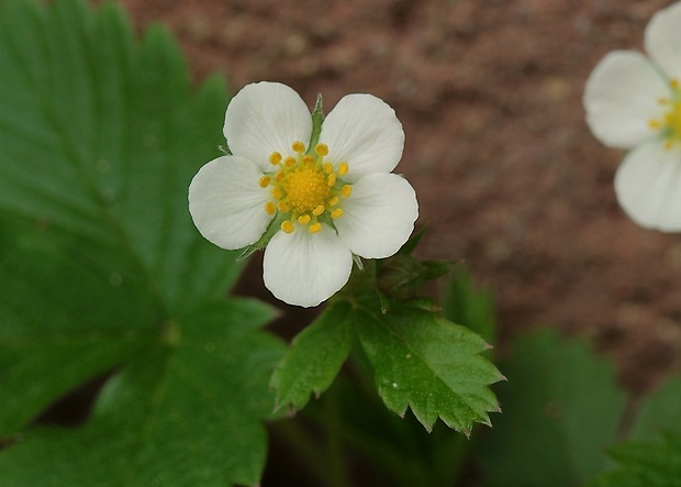 jahoda obyčajná Fragaria vesca L.