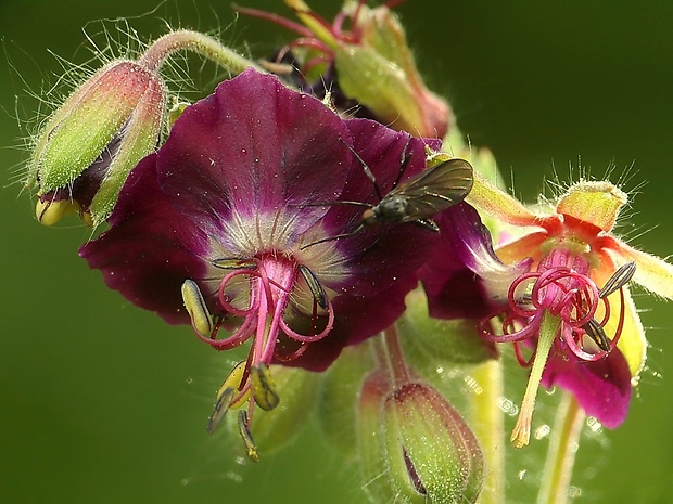 pakost hnedočervený Geranium phaeum L.