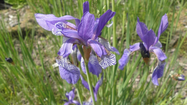 kosatec sibírsky Iris sibirica L.