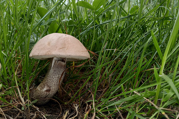 kozák topoľový Leccinum duriusculum (Schulzer ex Kalchbr.) Singer