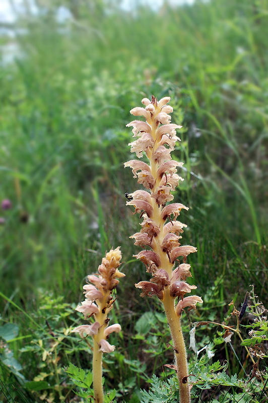 záraza alsaská Orobanche alsatica Kirschl.