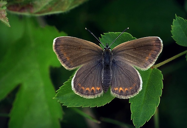 modráčik čiernoobrúbený (sk) / modrásek černolemý (cz) Plebejus argus (Linnaeus, 1758)