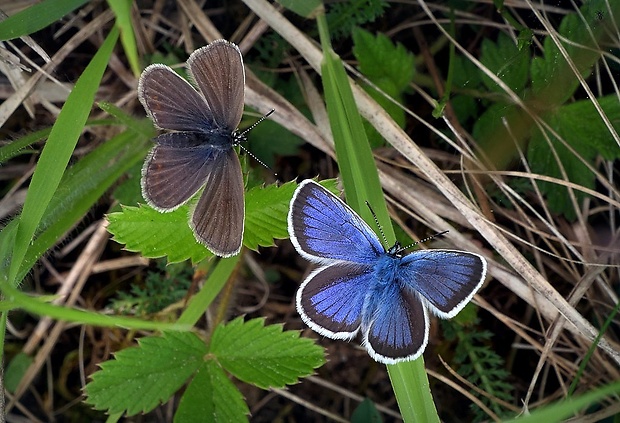 modráčik čiernoobrúbený (sk) / modrásek černolemý (cz) Plebejus argus (Linnaeus, 1758)