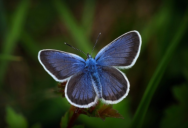 modráčik čiernoobrúbený (sk) / modrásek černolemý (cz) Plebejus argus (Linnaeus, 1758)