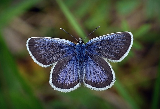 modráčik čiernoobrúbený (sk) / modrásek černolemý (cz) Plebejus argus (Linnaeus, 1758)