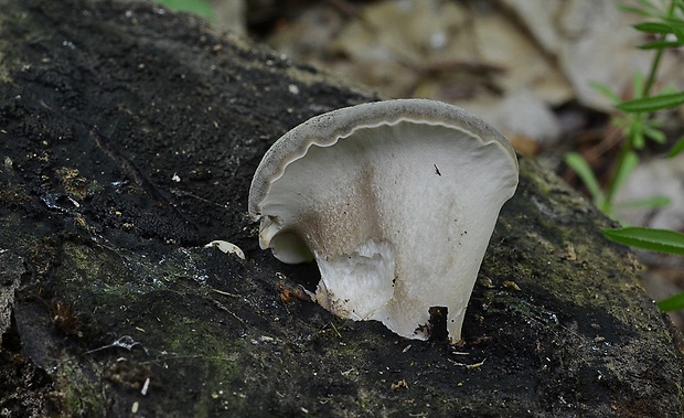 trúdnik Polyporus sp.