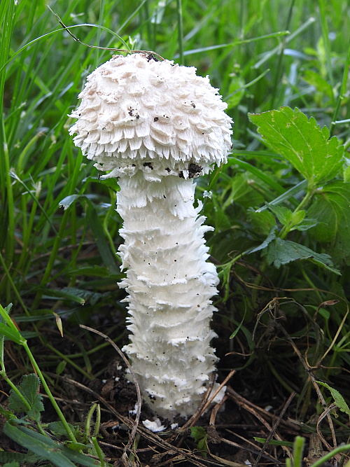 muchotrávka Vittadiniho Saproamanita vittadinii (Moretti) Redhead, Vizzini, Drehmel & Contu