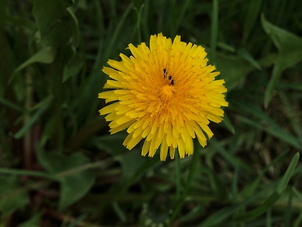 púpava lekárska Taraxacum officinale (L.) Weber ex F.H.Wigg