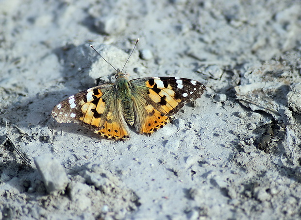 babôčka bodliaková Vanessa cardui