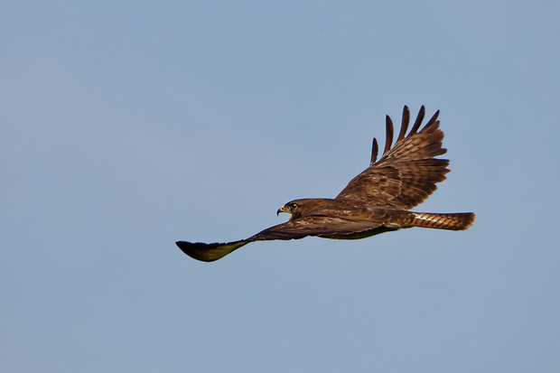 myšiak hôrny  Buteo buteo