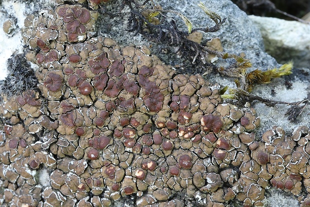 mnohospórovka Acarospora cervina (Ach.) A. Massal.