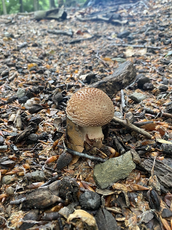 muchotrávka červenkastá Amanita rubescens Pers.