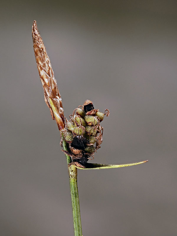 guľkovník ostricový Anthracoidea caricis (Pers.) Bref.