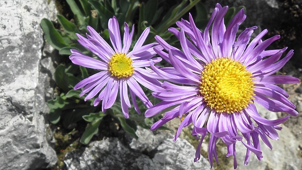 astra alpínska Aster alpinus L.