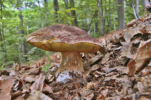 hríb sosnový Boletus pinophilus Pil. et Dermek in Pil.