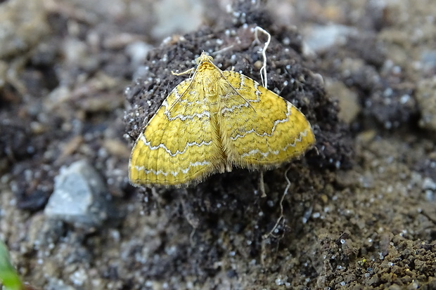 piadivka žihľavová Camptogramma bilineata