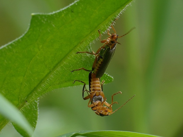 snehuľčík Cantharis nigricans