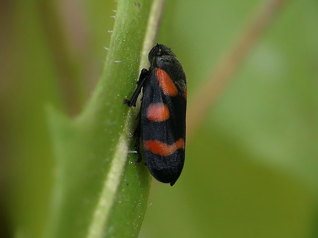 peniarka nížinná Cercopis sanguinolenta