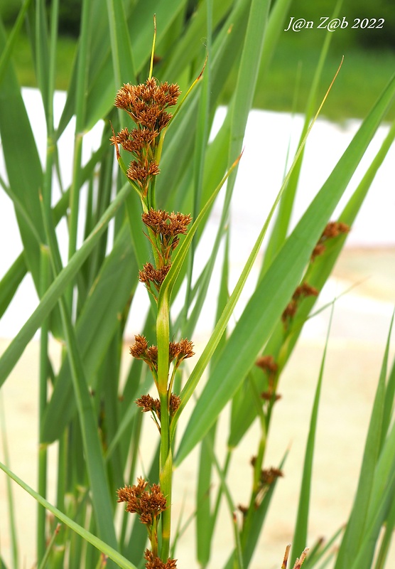 marica pílkatá Cladium mariscus (L.) Pohl