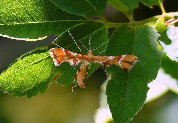 pierkavec šípkový Cnaemidophorus rhododactyla