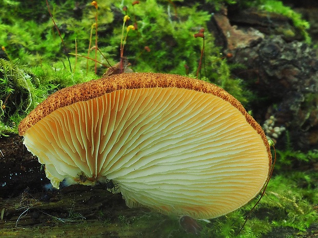 pahliva šafranová Crepidotus crocophyllus (Berk.) Sacc.