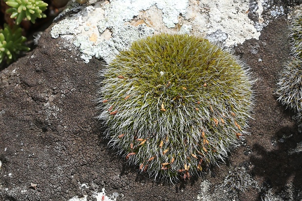 drobivka vankúšikovitá Grimmia pulvinata (Hedw.) Sm.