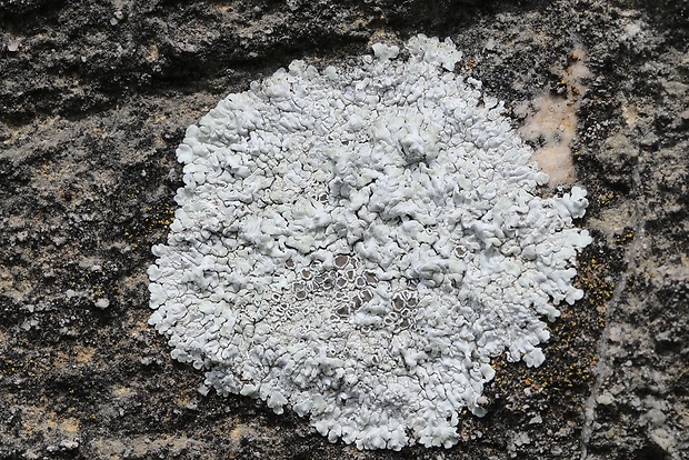 lekanora Lecanora sp.