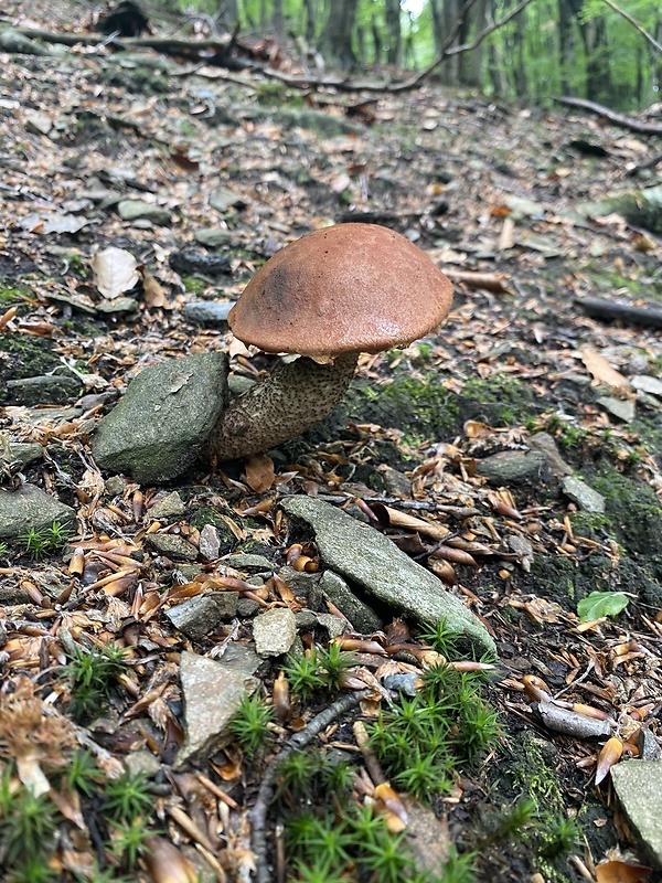 kozák dubový Leccinum aurantiacum (Bull.) Gray