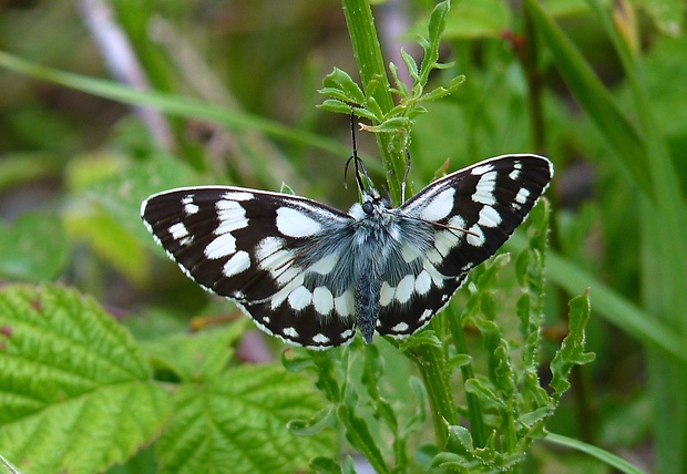 očkáň timotejkový Melanargia galathea