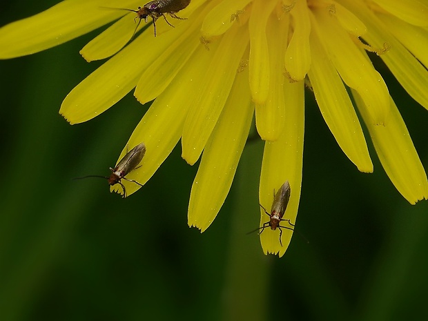 potočníkovec záružľový Micropterix calthella