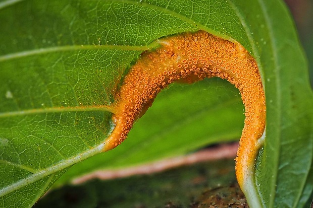 hrdza Puccinia coronata Corda