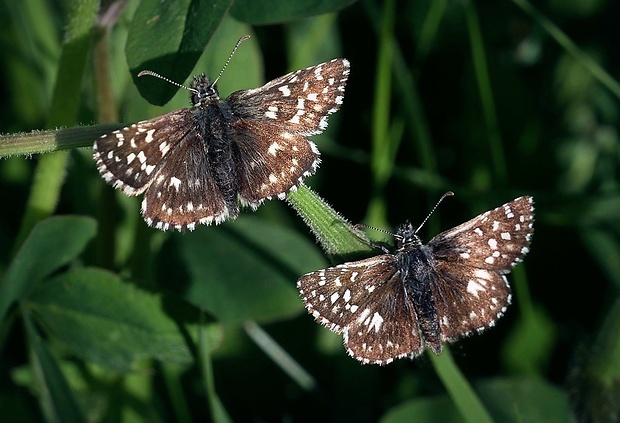 súmračník jahodový (sk) / soumračník jahodníkový (cz) Pyrgus malvae (Linnaeus, 1758)