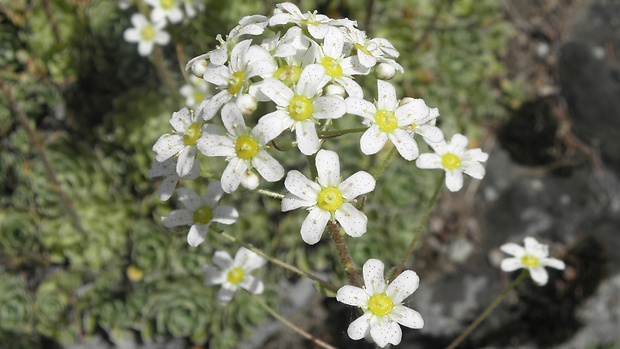 lomikameň metlinatý Saxifraga paniculata Mill.