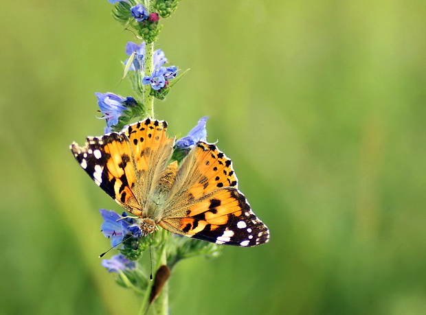 babôčka bodliaková Vanessa cardui