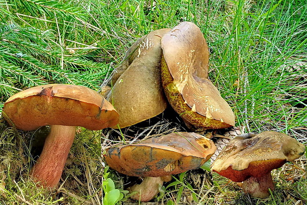 hríb zrnitohlúbikový Sutorius luridiformis (Rostk.) G. Wu & Zhu L. Yang