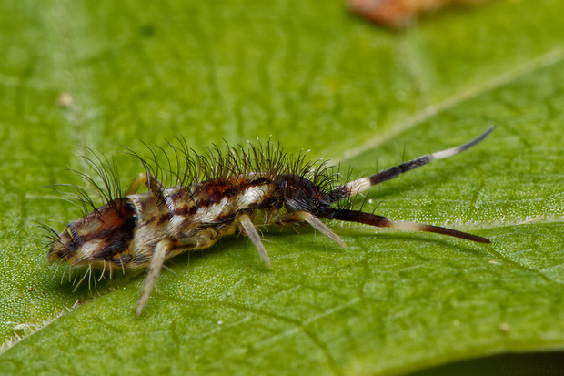 chvostoskok  Orchesella flavescens