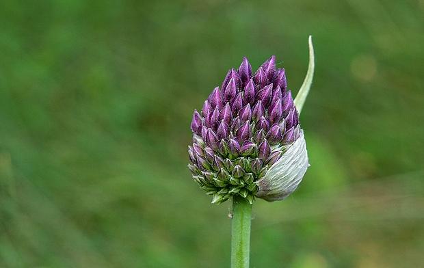 cesnak guľatohlavý Allium sphaerocephalon L.