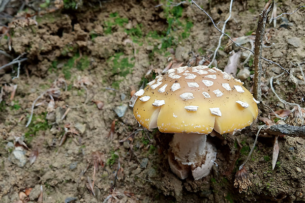 muchotrávka slamovožltá Amanita gemmata (Fr.) Bertill.