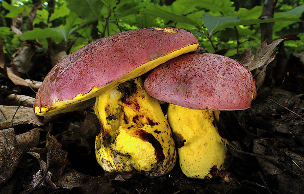 hríb kráľovský Butyriboletus regius (Krombh.) D. Arora & J.L. Frank