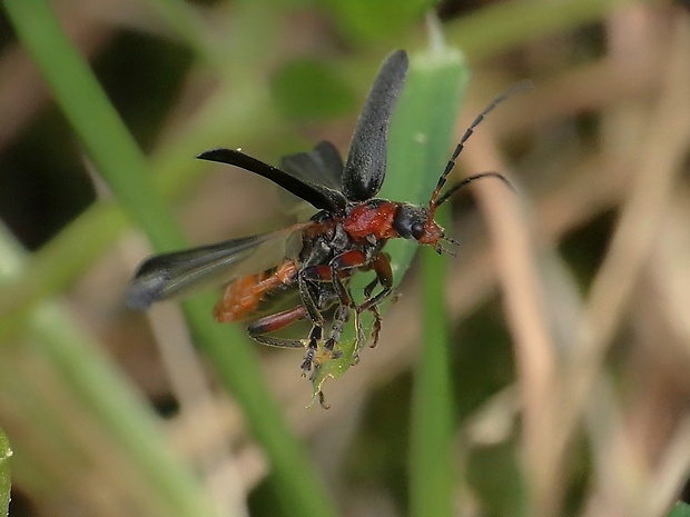 snehuľčík obyčajný Cantharis rustica