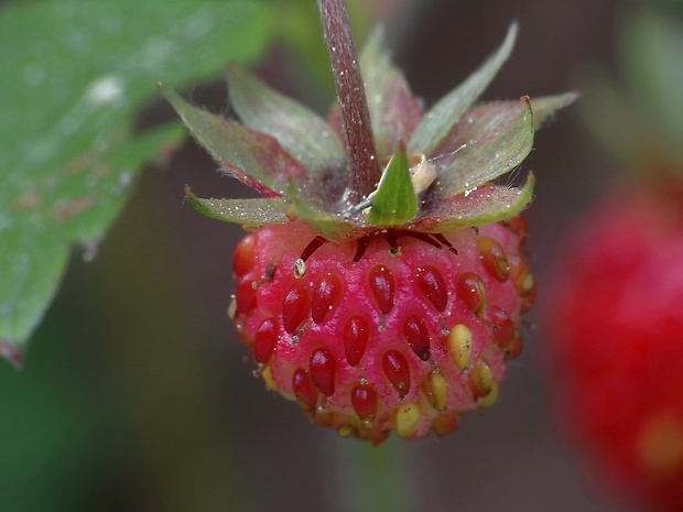 jahoda obyčajná Fragaria vesca L.