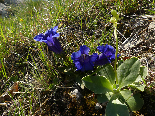 horec clusiov Gentiana clusii Perr. et Songeon